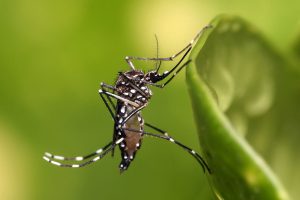 1024px-Aedes_aegypti