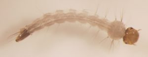 Aedes_aegypti_larva