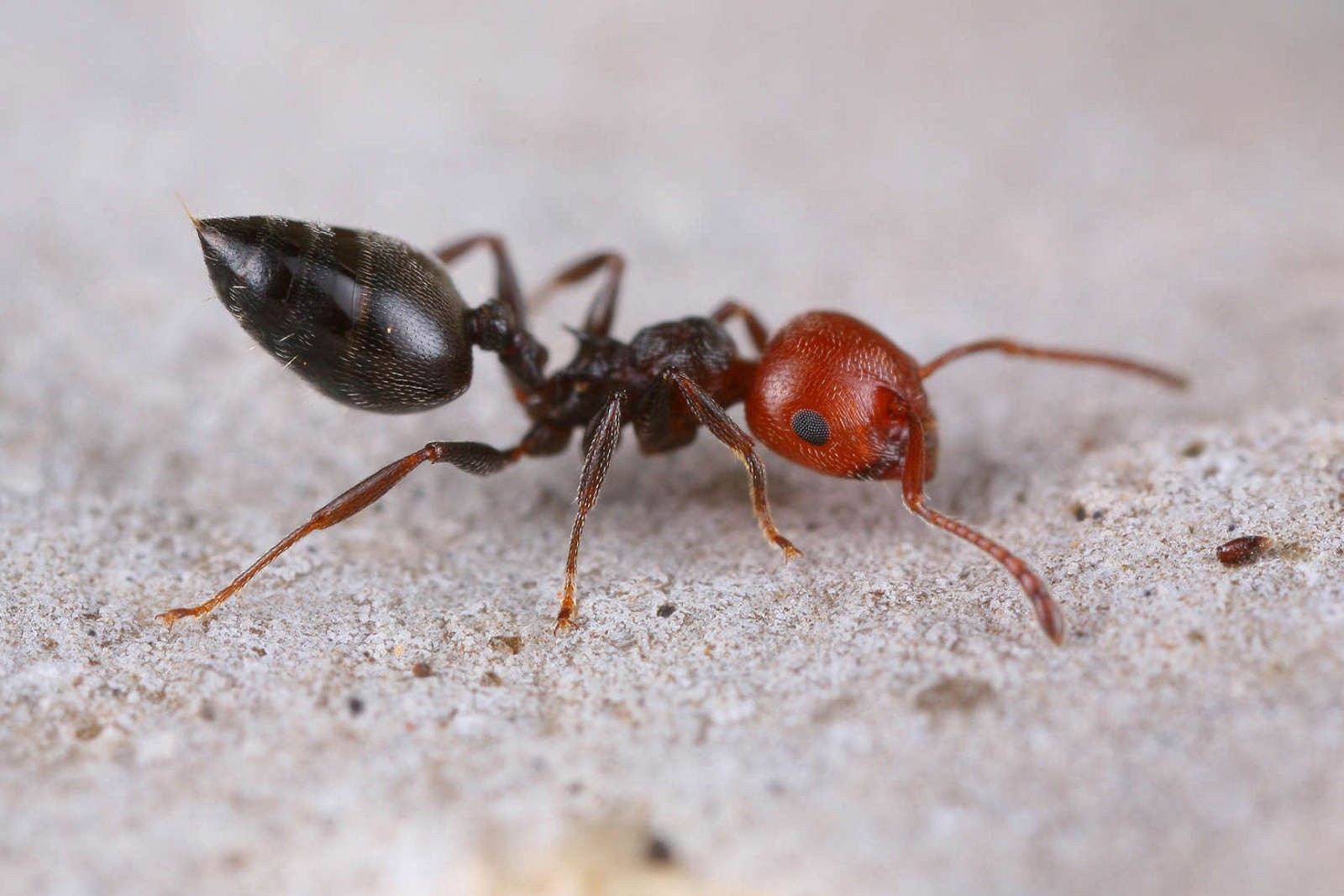 Crematogaster scutellaris