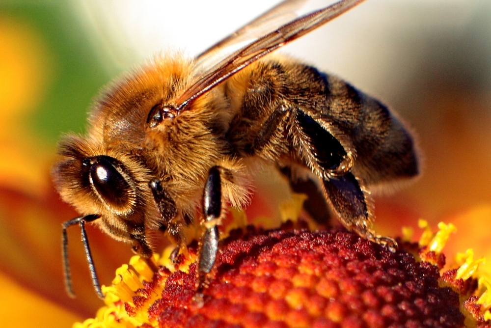 Hay una nueva pista sobre lo que está matando a las abejas en todo el mundo