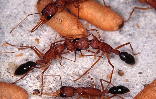 Una nueva investigación proporciona pistas en comunicación entre las hormigas