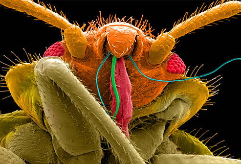 A los insectos de cama les atraen unos colores determinados