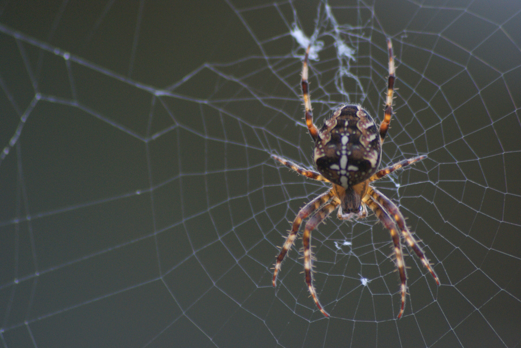 ¿Por qué las arañas no se quedan pegadas en su propia telaraña?