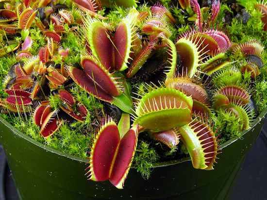 Las 10 plantas carnívoras de insectos más fascinantes