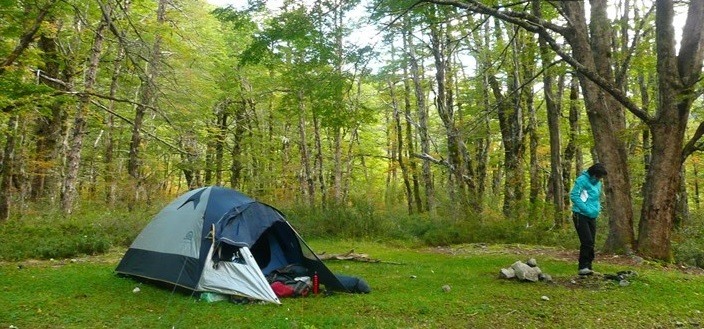 Ir de camping: estas preparado para estas plagas?