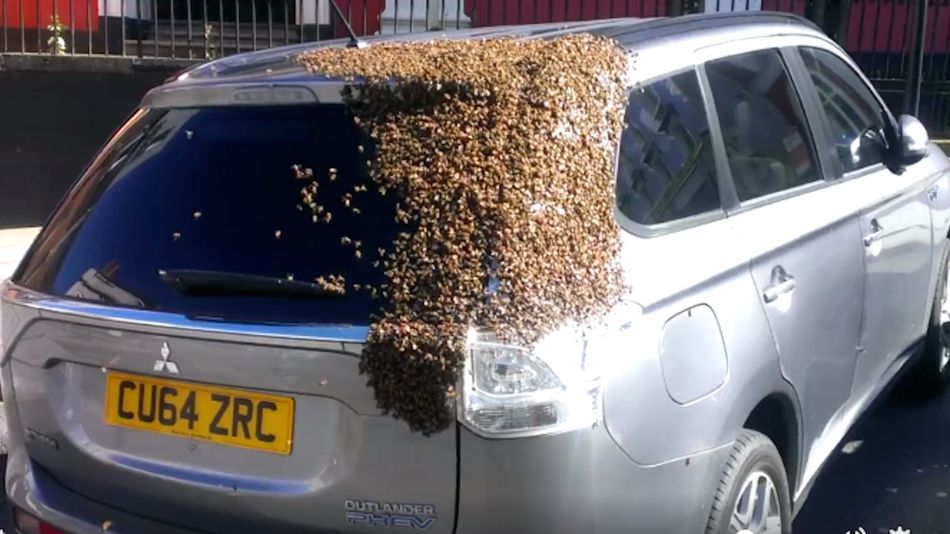 20.000 abejas persiguen a un coche por dos días para localizar a su reina