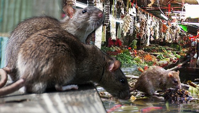 Yakarta ofrece recompensa por matar ratas