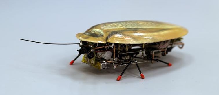 Un insecto robot logra camuflarse en una colonia de cucarachas