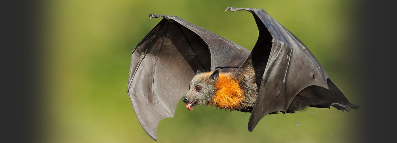 Decodifican el lenguaje de los murciélagos