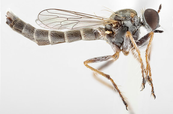 Una nueva especie de mosca asesina en Sudáfrica