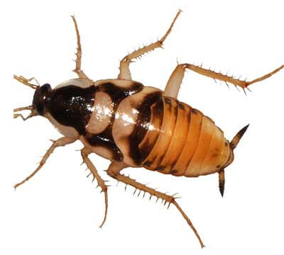 La cucaracha supella longipalpa pone en jaque a las empresas de control de plagas