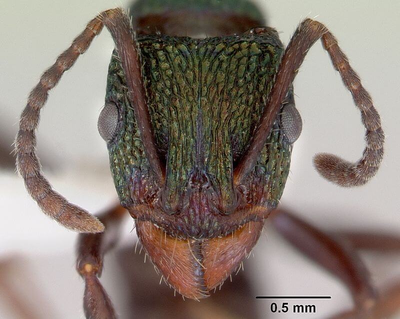Hormiga de cabeza verde