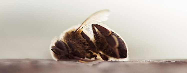 El declive de las abejas y su relación con los pesticidas