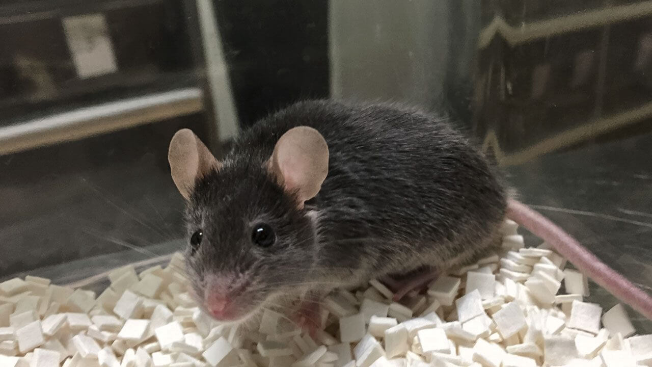 Primera encuesta sobre helmintosis zoonótica en ratas pardas urbanas ( Rattus norvegicus ) en España y consideraciones de salud pública asociadas
