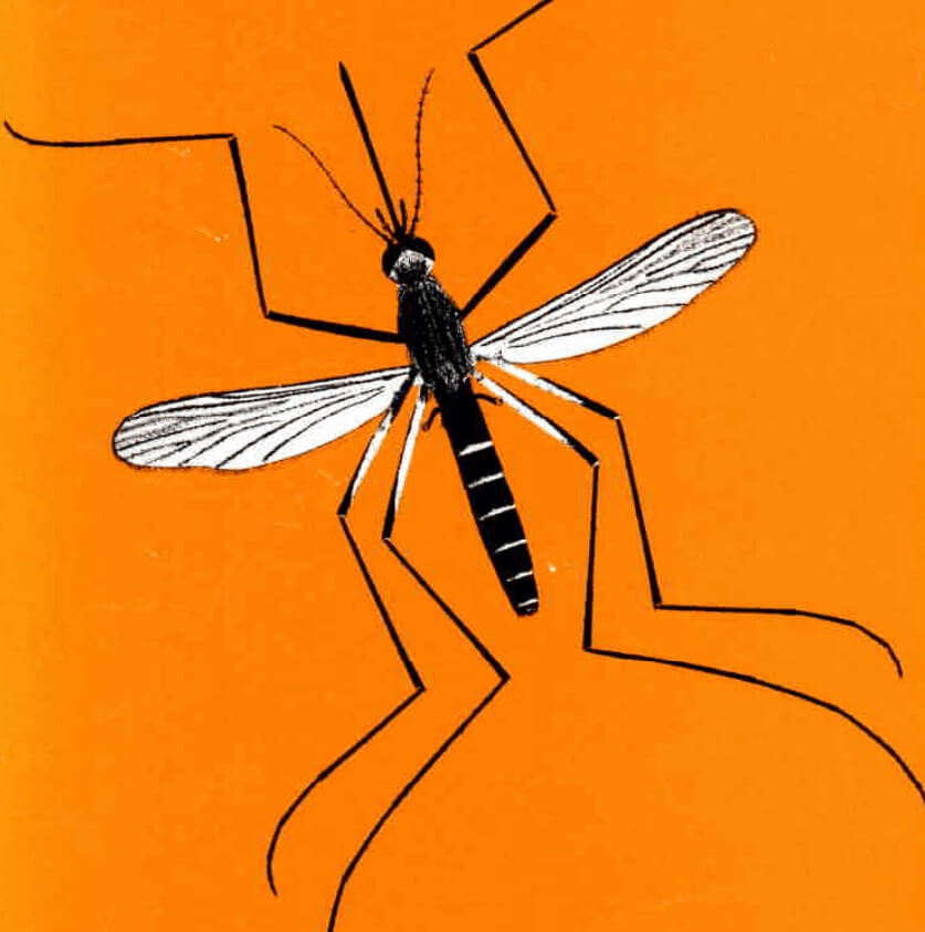 La OMS publica una guía para evaluar la eficacia de las trampas de control para mosquitos Aedes spp.