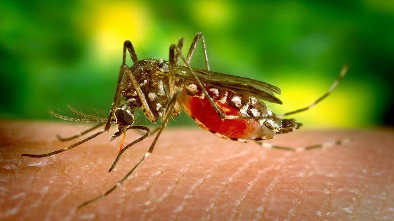 Un dispositivo inteligente permite monitorizar las poblaciones de mosquitos on-line