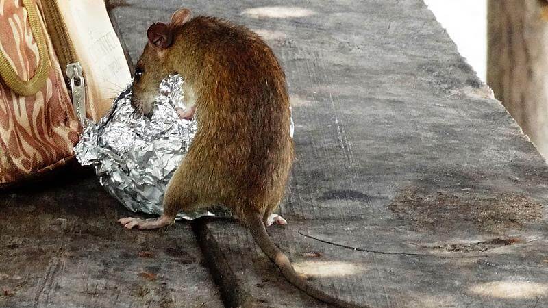 Cómo superar la fobia de ratas y ratones ante los cebos rodenticidas
