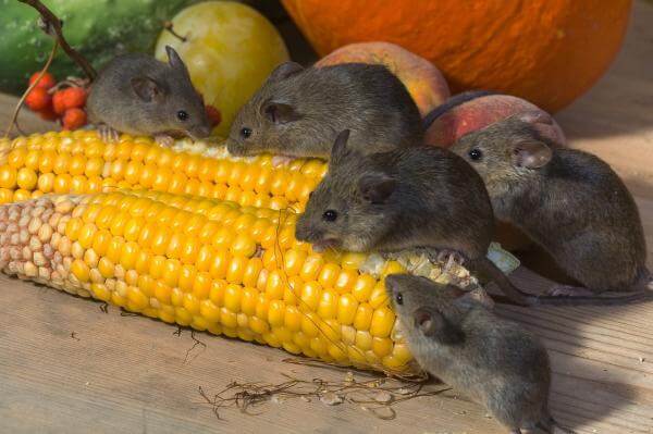 Los restos de comida son responsables de una evolución genética en roedores