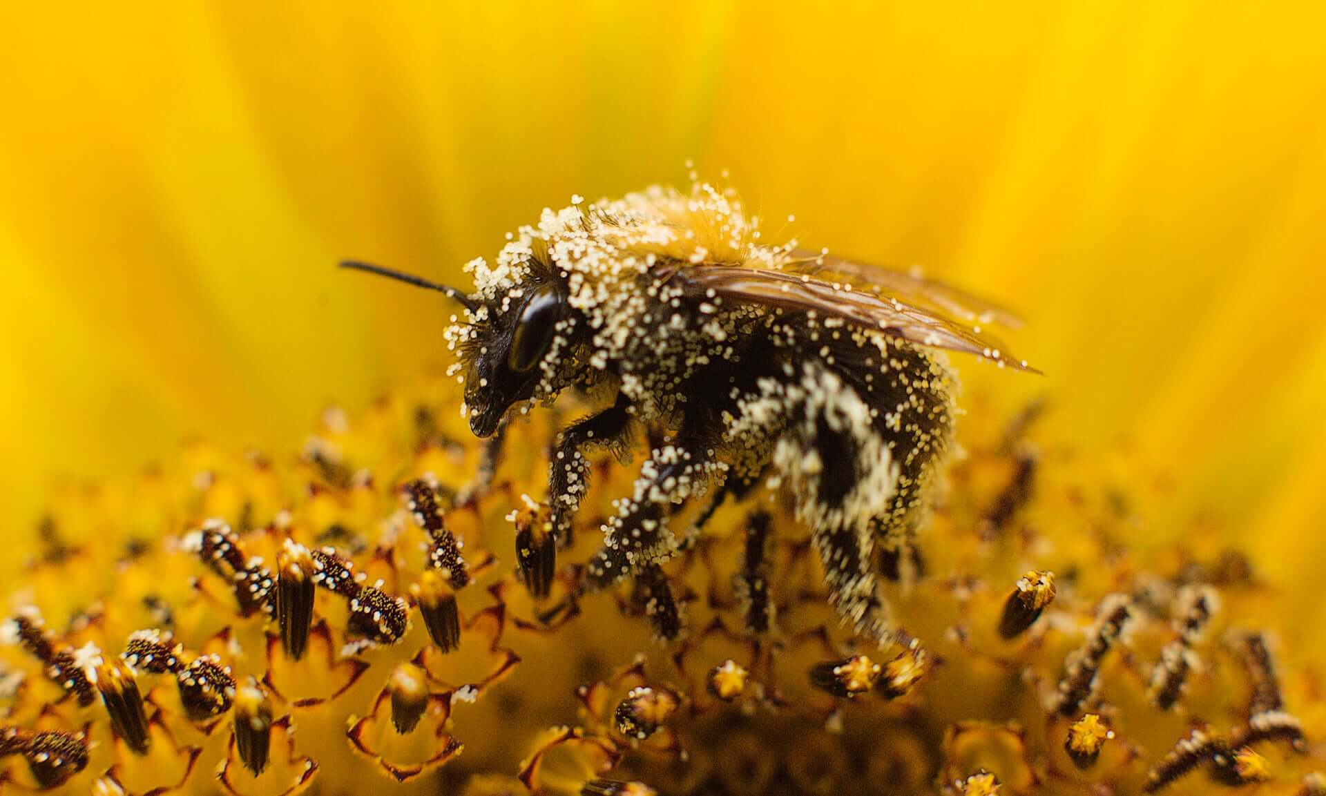Científico desvela un plan para salvar abejas y enriquecer a los agricultores