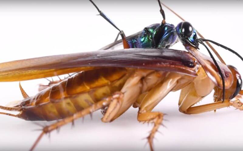 Así es como las cucarachas luchan contra las avispas.