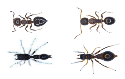 Las arañas se hacen pasar ser hormigas para engañar a los depredadores.