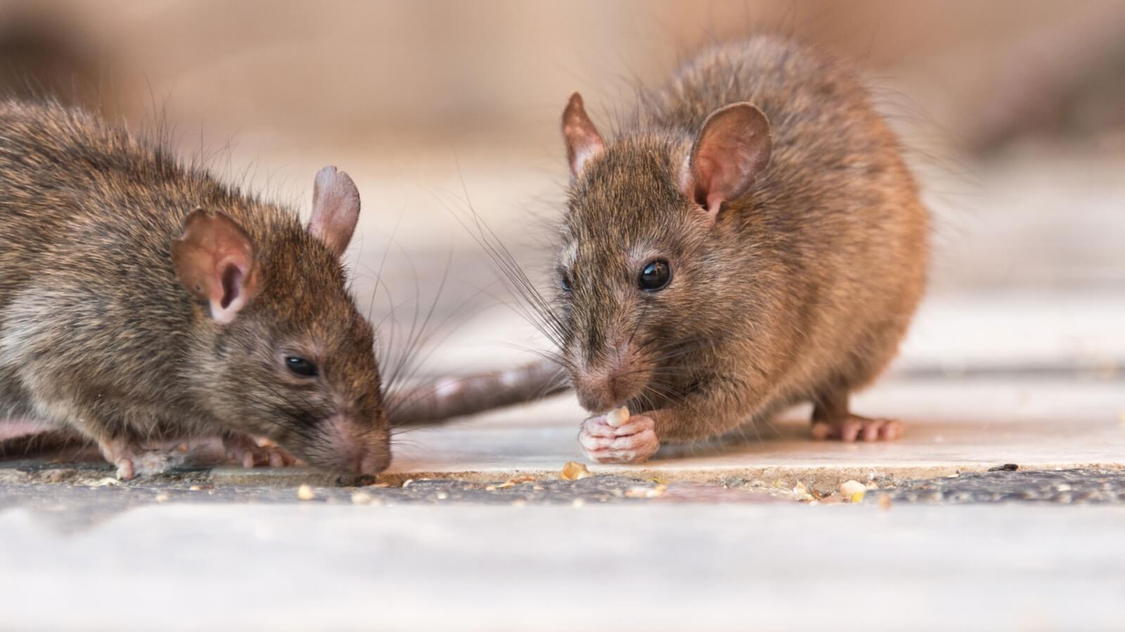Nueva York vive su propia peste: plaga de ratas se aferra a esa ciudad