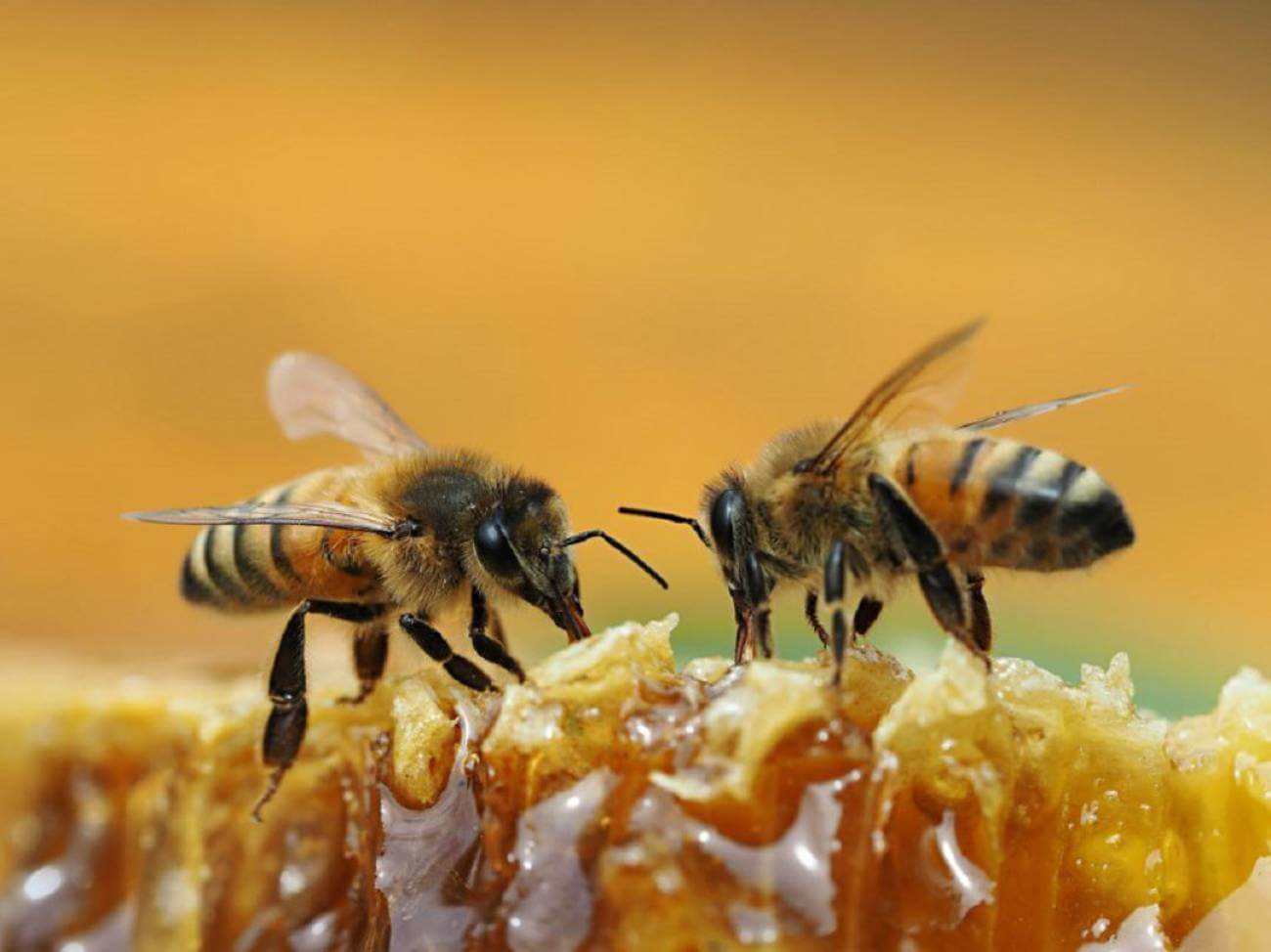 Un proyecto de apicultura 4.0 para localizar abejas reinas gana el programa de emprendimiento UPCT Explorer