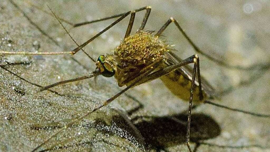 Científicos chinos logran acabar con los mosquitos que transmiten el dengue y el zika