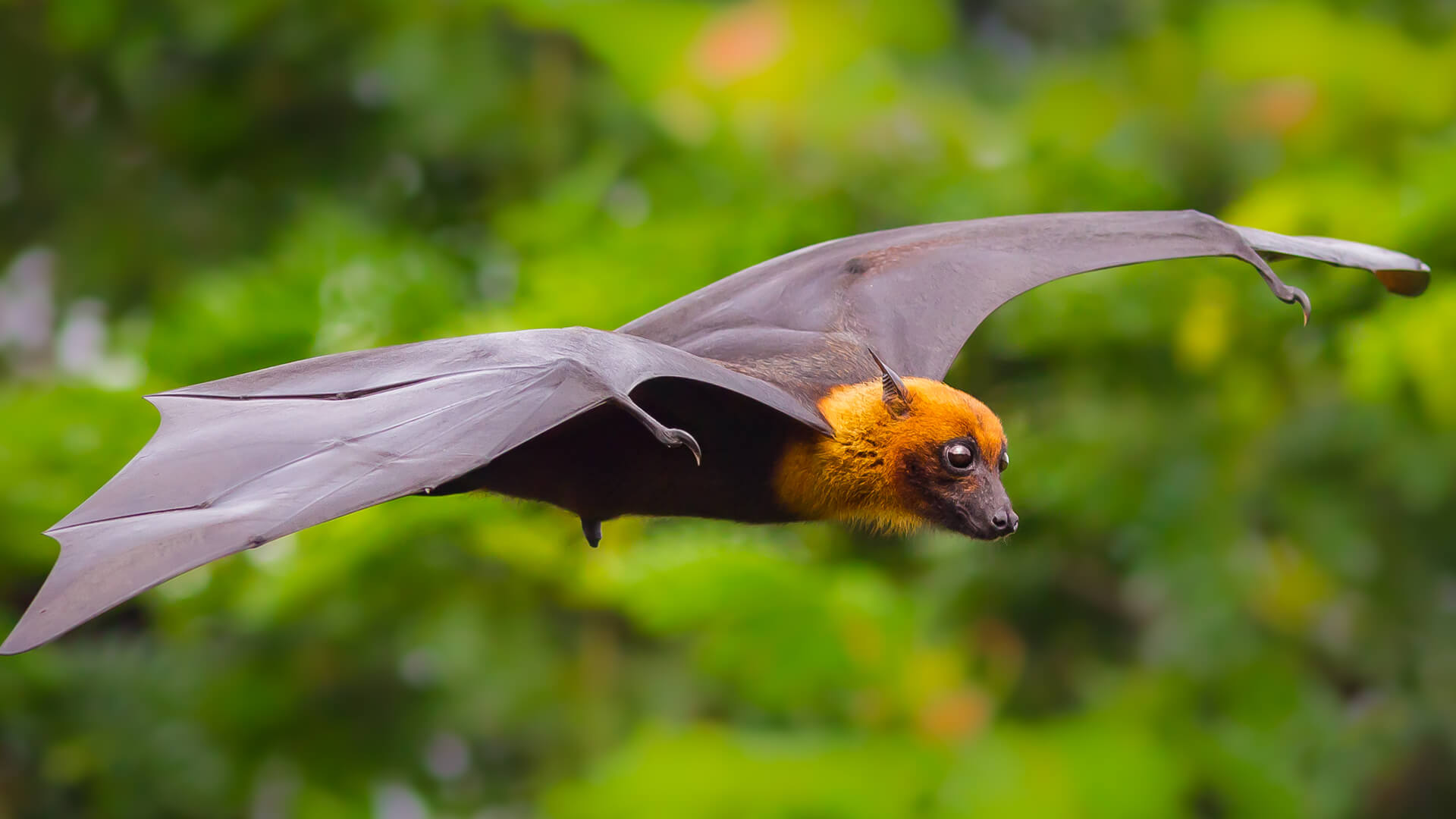 Mitos y realidades de los Murciélagos