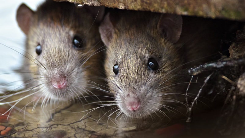 Evaluación de las trampas para roedores en la UE