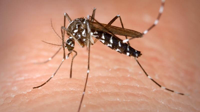 Los insecticidas piretroides son los más efectivos contra el mosquito tigre