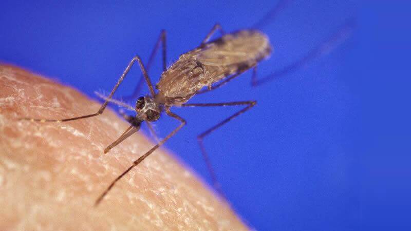 Los Mosquitos Anopheles migran cientos de kilometros con el viento