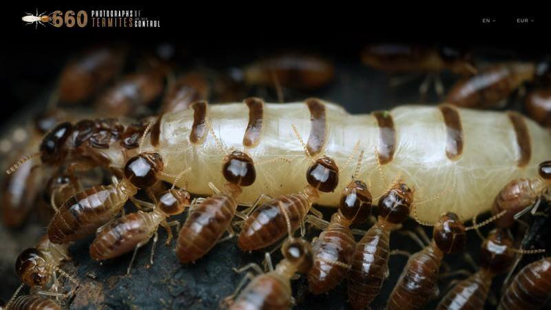 Fotografías sobre las termitas y su control