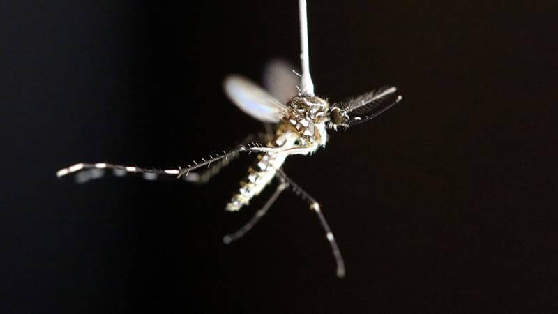 El cerebro del mosquito integra olfato y vista para picar