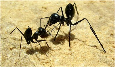 Las hormigas ‘conducen’ bien marcha atrás