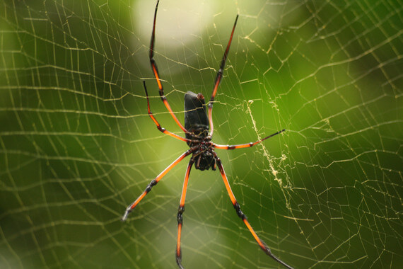 ¿Cómo evoluciona la microestructura de la seda de araña?