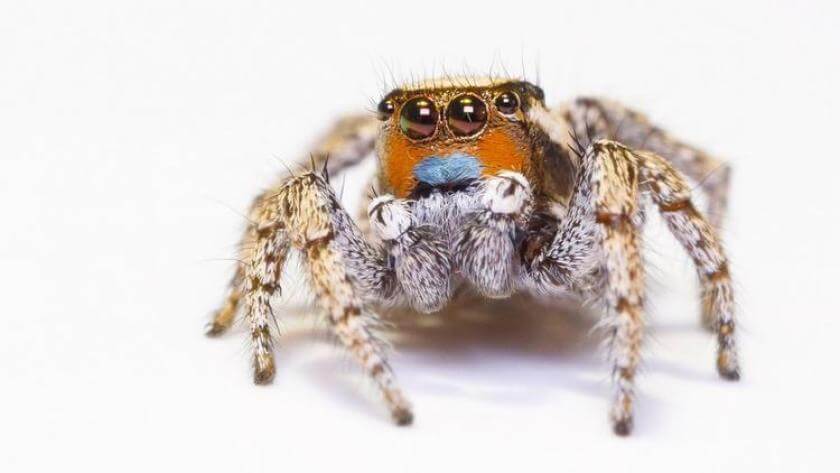 Las arañas saltadoras ven en color como los humanos