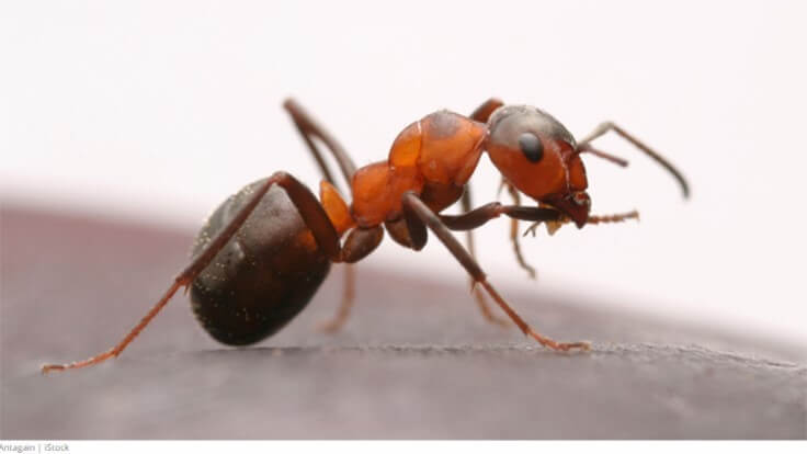 Consejos para eliminar rápidamente las grandes infestaciones de hormigas