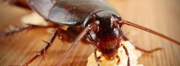 ¿Las cucarachas podrían ser inmortales? Un nuevo estudio lo confirma
