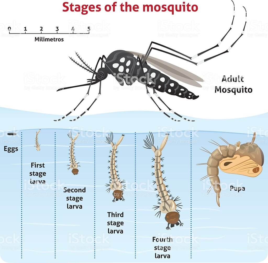 Etapas del ciclo de vida de los mosquitos
