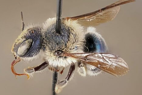 Una rara especie de abeja azul redescubierta