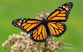 Nueva colonia de mariposas monarca descubiertas en México