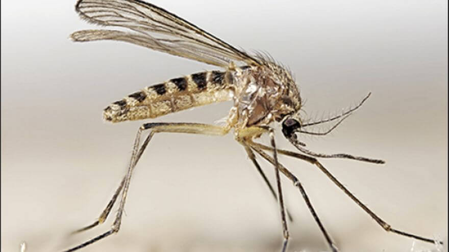 Comportamiento de picadura de los mosquitos portadores de patógenos.