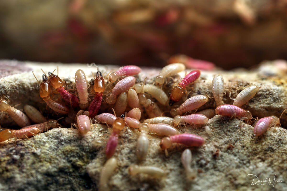 Efecto de los cebos sobre una colonia de termitas