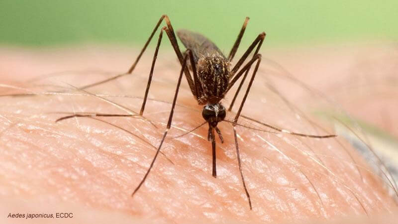 Aedes japonicus se establece en el norte de España