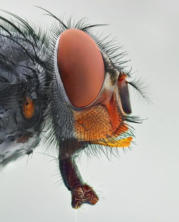 La visión activa da forma y coordina las respuestas motoras de vuelo en las moscas.