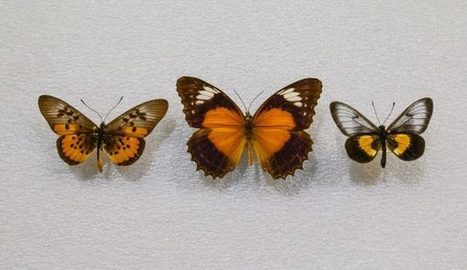 Batalla de sexos en mariposas: los machos despliegan «cinturones de castidad», pero las hembras se defienden