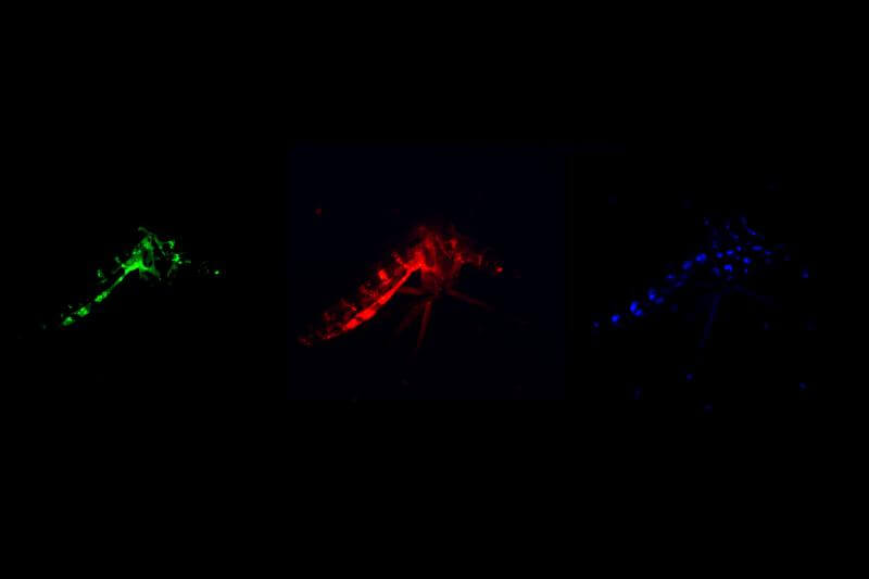 Ingeniería genética para desactivar el genoma del virus chikungunya en células de mosquitos