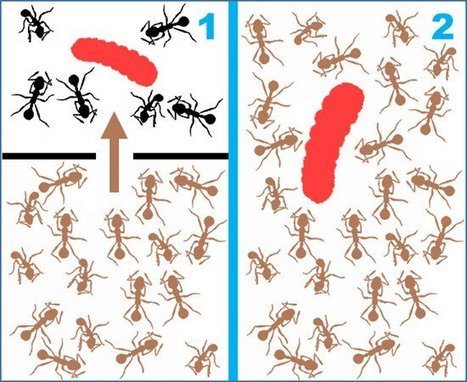 Las orugas de las mariposas, parásitos de las hormigas, se han vuelto a adoptar con éxito cuando otra colonia se hace cargo de su nido anfitrión.