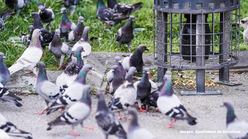 Un estudio concluye que la nicarbacina no es efectiva para controlar las palomas en Barcelona